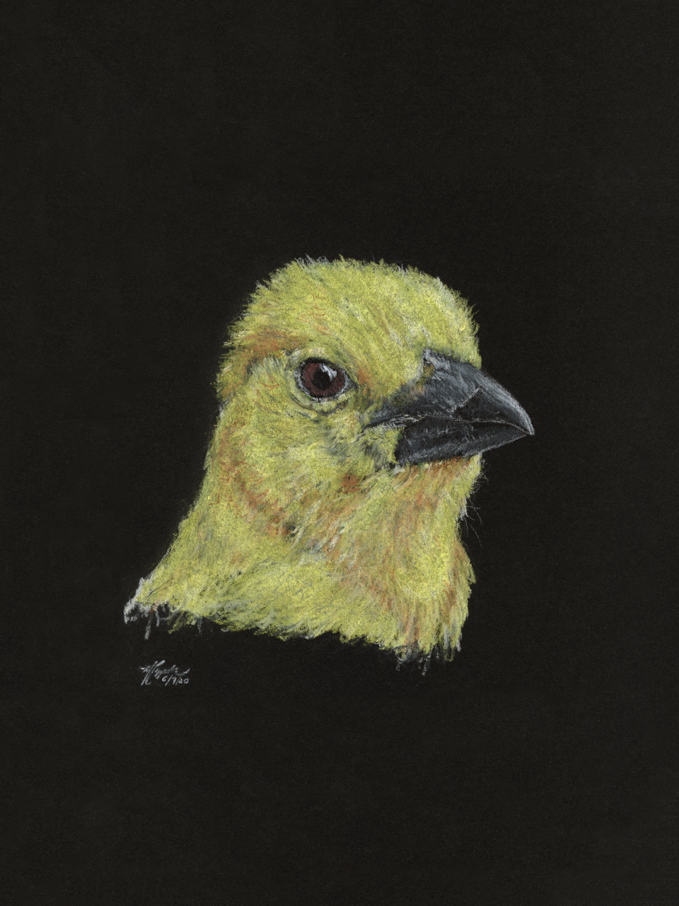 Canary (Portrait) — Cappellano Arts